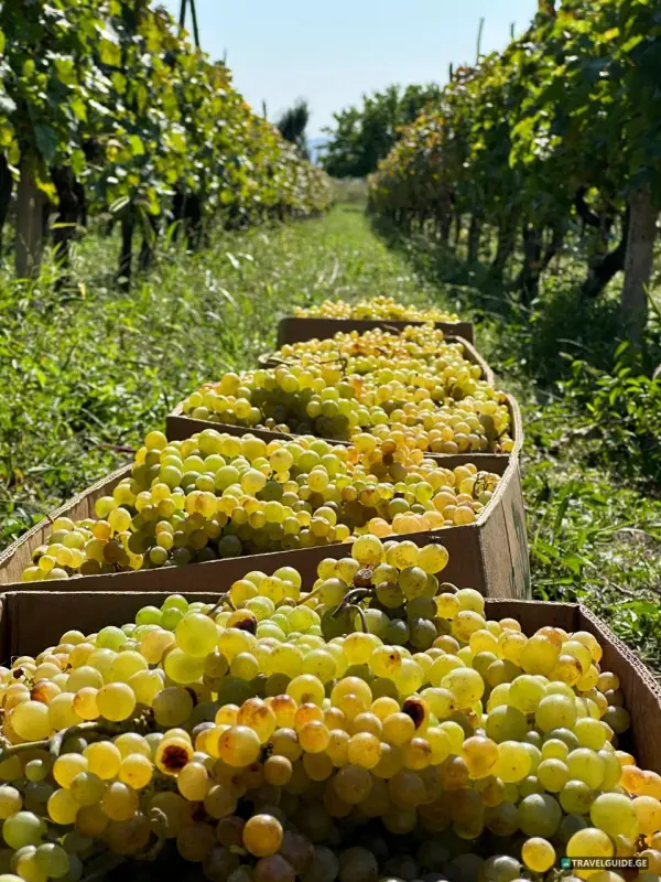 Day tour Kakheti wine region - 25